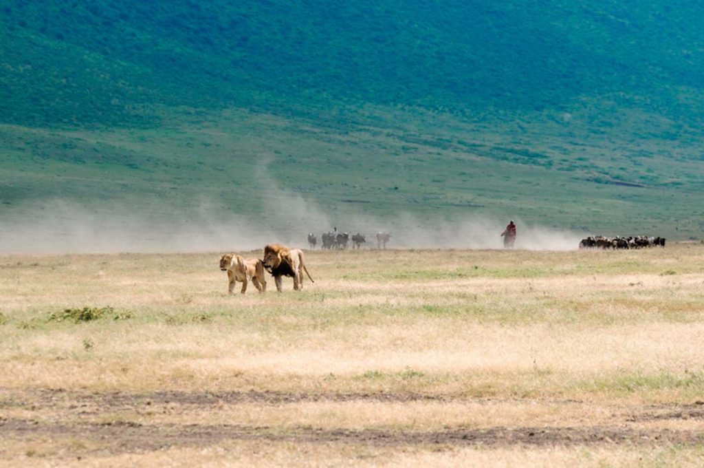 Well fed lions inside the Ngorongoro Crater are no threat to herding Maasai