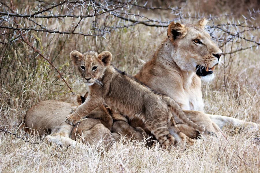 TWH-9 with her cubs nursing in Ndutu Area