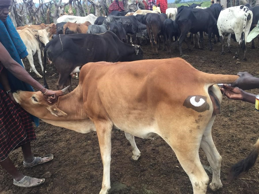 Painting eye spots on cattle in the Ngoile area, 2022