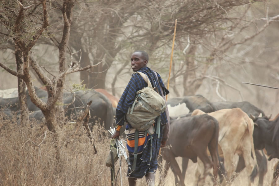 Ndolok, Ilchokuti Coordinator for Ndutu, returns livestock lost and vulnerable to lion attack.