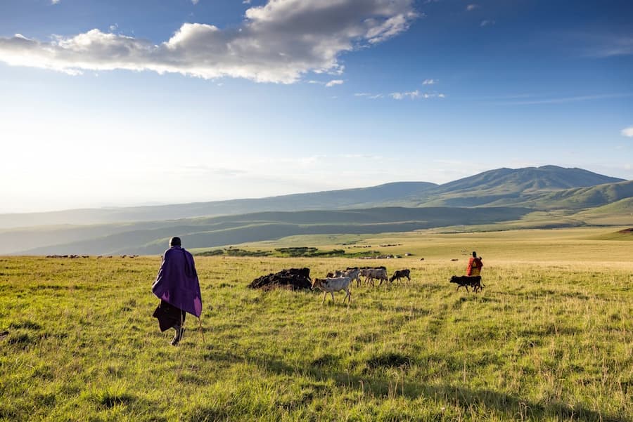 Maasai with Cattle