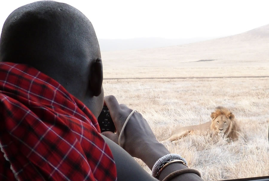 The research team monitor the lions across Ngorongoro regularly.